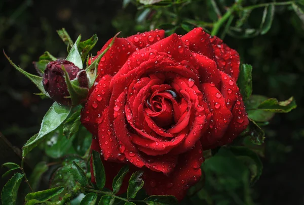 Jardín rosa roja con gotas de rocío — Foto de Stock