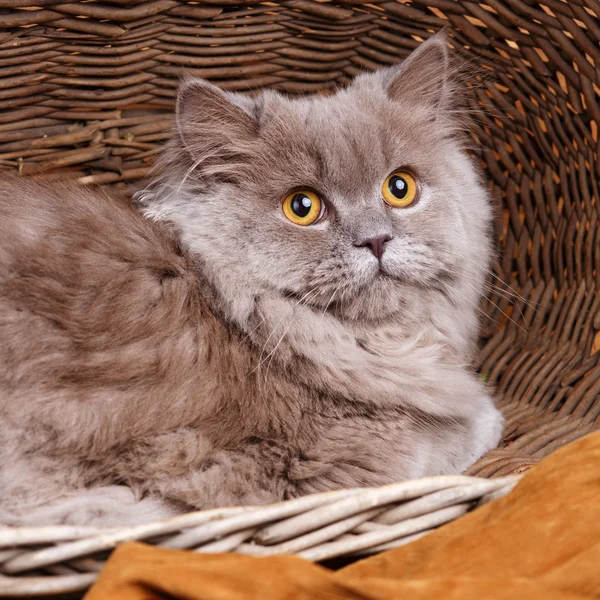 Grijze kat met gele ogen op een houten mand — Stockfoto