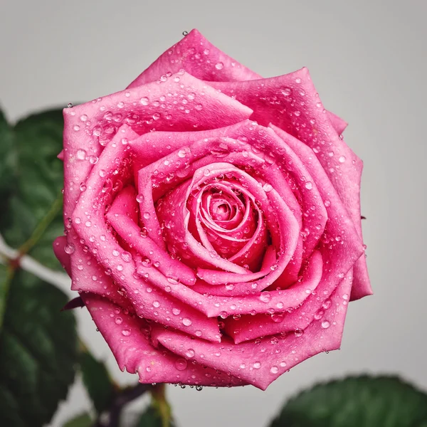 Pink rose head isolated  on white  background — Stock Photo, Image