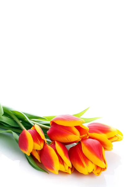 Bunch of tulips  on white background — Stock Photo, Image