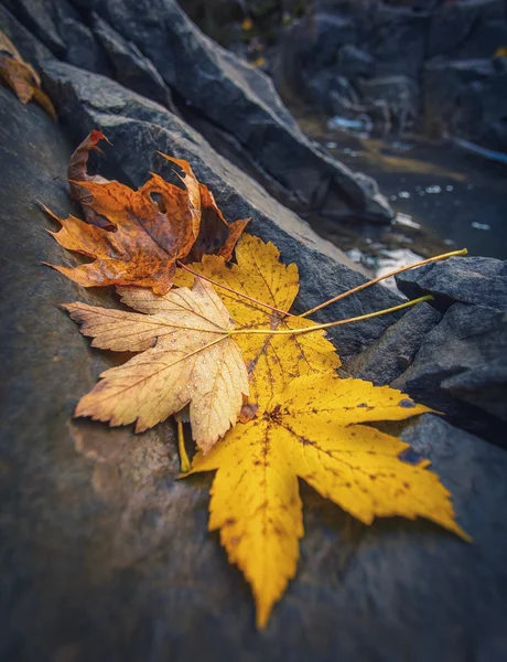 Autumn klonowe listowie, spoczywa na skale — Zdjęcie stockowe