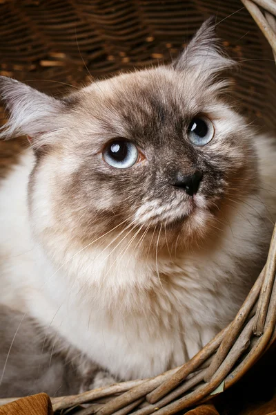 Grijze kat in een houten mand — Stockfoto