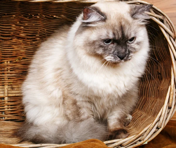 Gato gris en una cesta de madera — Foto de Stock