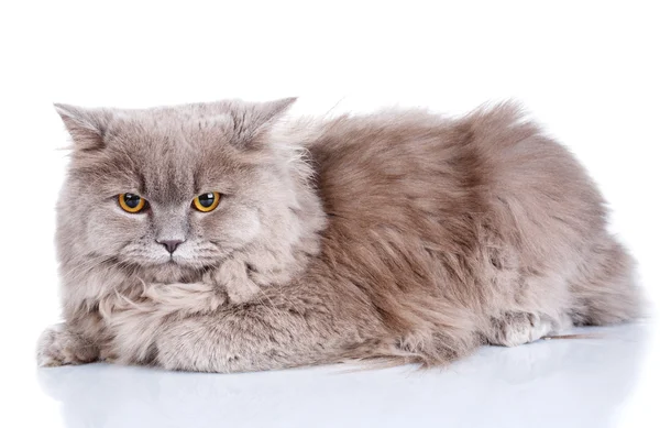 Gatto grigio con occhi gialli su sfondo bianco — Foto Stock
