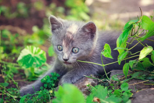 Söt liten katt spelar på gräset — Stockfoto
