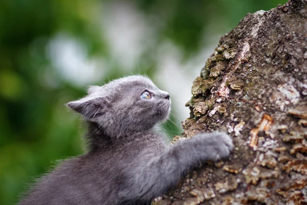 Listras marrom gatinho bonito sentado em um toco — Fotografia de Stock