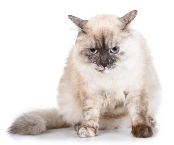 Grijze kat met blauwe ogen op een witte achtergrond — Stockfoto