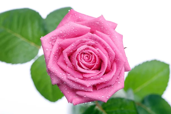 Rózsaszín rózsa fej elszigetelt fehér background — Stock Fotó