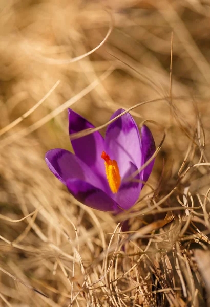 Violet bloeien Krokus in Bergen — Stockfoto