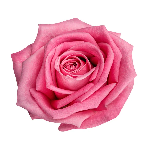 Pink rose head isolated  on white  background — Stock Photo, Image