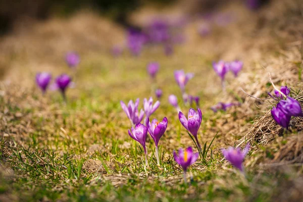 Violet bloeiende Krokussen in Bergen — Stockfoto