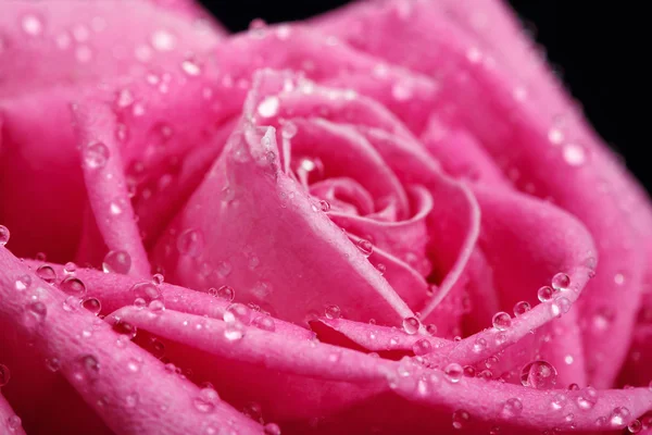 Pink rose close-up as background — Stock Photo, Image