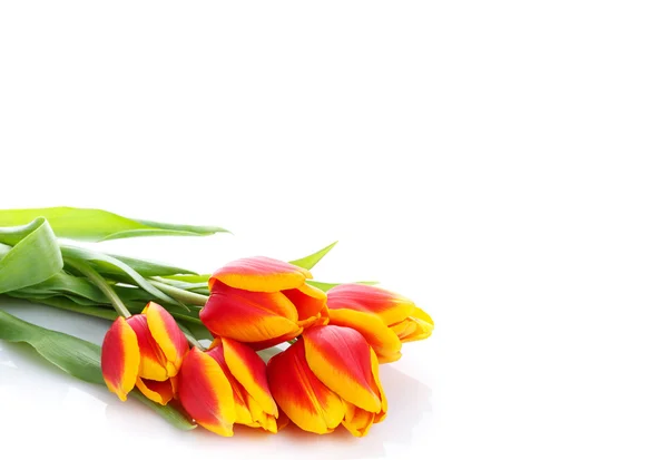 Bunch of tulips  on white background — Stock Photo, Image