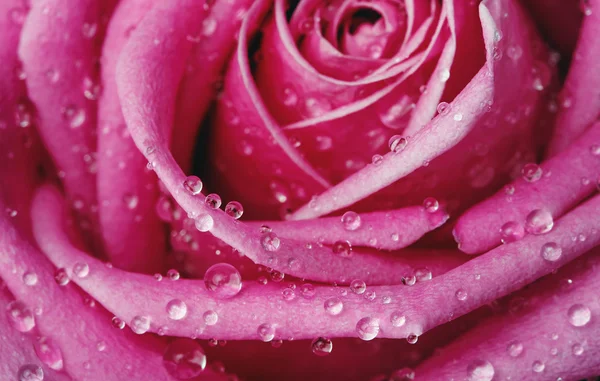 Closeup on Center of Beautiful pink Rose — Stock Photo, Image