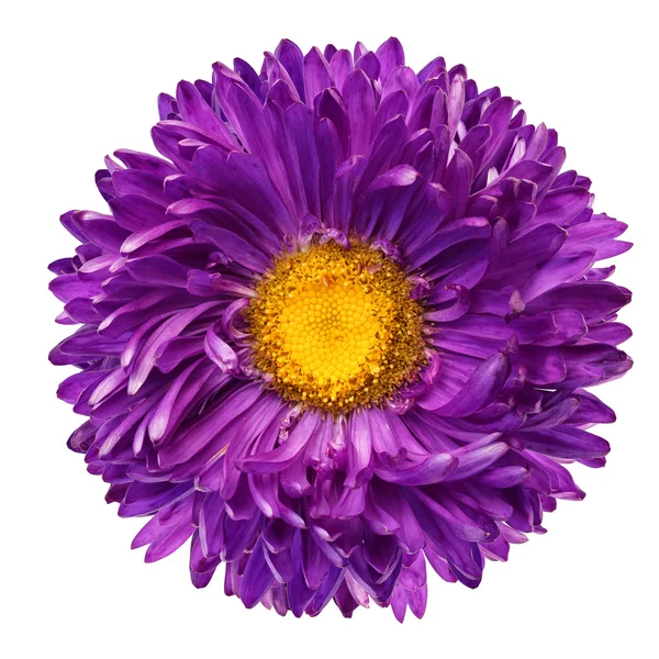Hermosa flor púrpura aislada sobre fondo blanco — Foto de Stock
