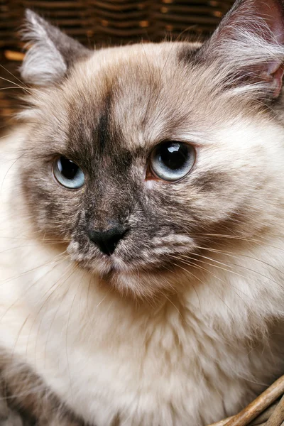 Gato gris en una cesta de madera — Foto de Stock