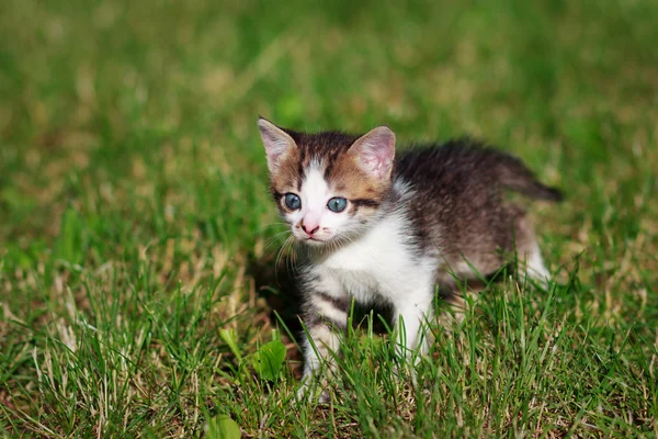 Braune und weiße Katze spielt auf dem Rasen — Stockfoto