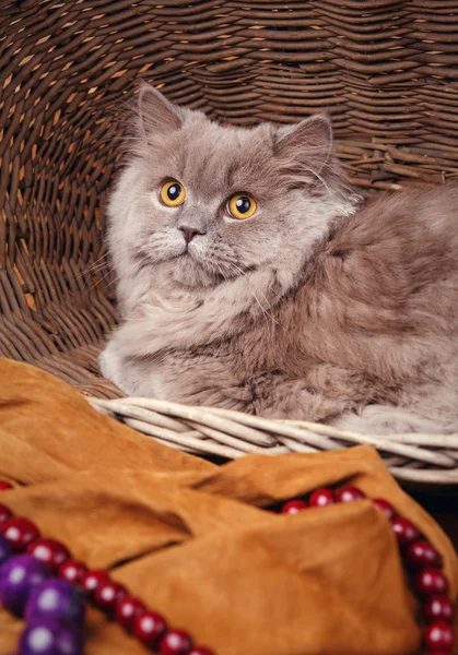 Gato gris con ojos amarillos en una cesta de madera — Foto de Stock