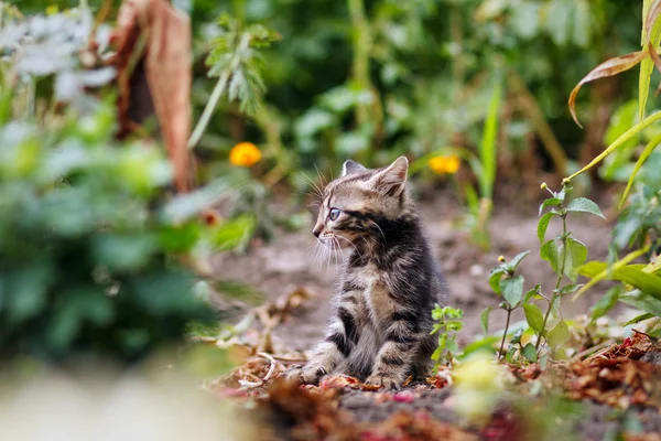 Mignon petit chaton gris avec belle couleur rayée marche et jouer dans le jardin — Photo