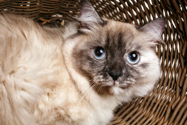 Grijze kat in een houten mand — Stockfoto