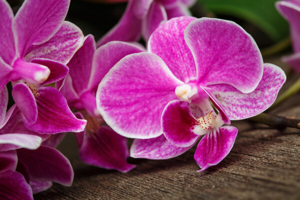 ветвь розовых орхидей на деревянном фоне
