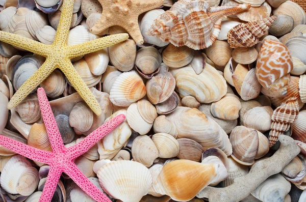 Sea shells background.Starfish Stock Image
