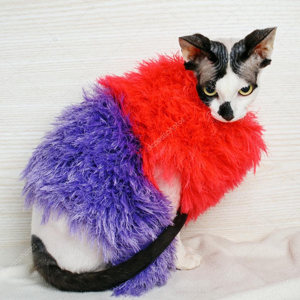 Chat Sphynx Portant Un Pull Rouge Et Violet Image Libre De Droit Par Serkucher C