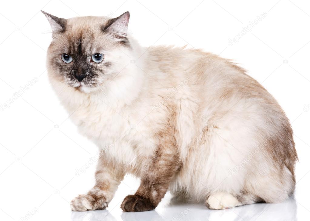 Graue Katze Mit Blauen Augen Auf Einem Weißen Hintergrund