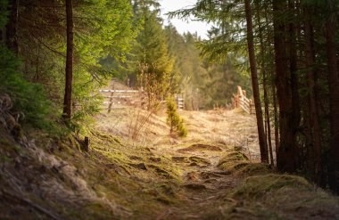 Dağ yolu ormandaki ağaçlar kökleri,