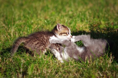 Bahçede oynayan iki yavru kedi