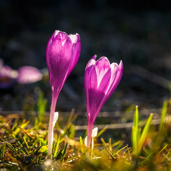 İki Blooming Menekşe çiğdemler dağlarda — Stok fotoğraf