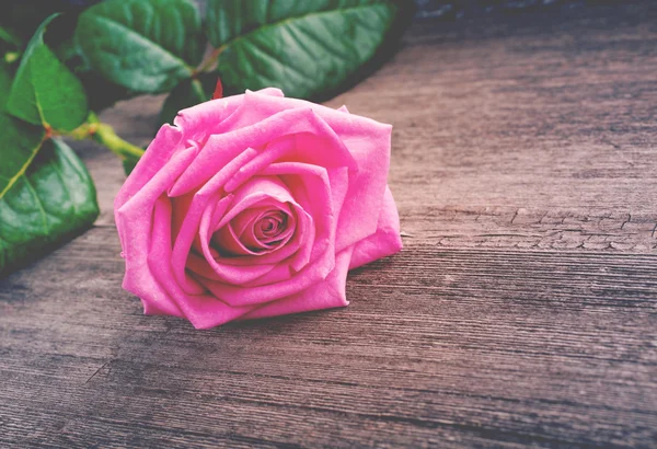 Rosa testa di rosa sullo sfondo di legno — Foto Stock