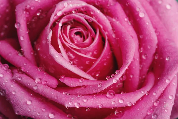 センターの美しいピンクのバラのクローズ アップ — ストック写真