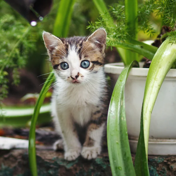 Bonito pequeno gatinho cinza com bela cor listrada, peito branco e patas contra fundo bokeh verão verde — Fotografia de Stock