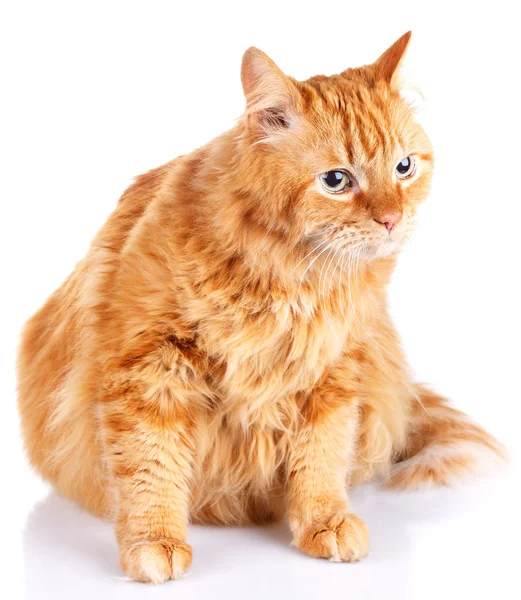 Gato rojo aislado sobre un fondo blanco — Foto de Stock