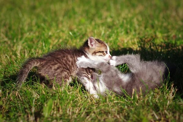 stock image Two kittens playing on the lawn