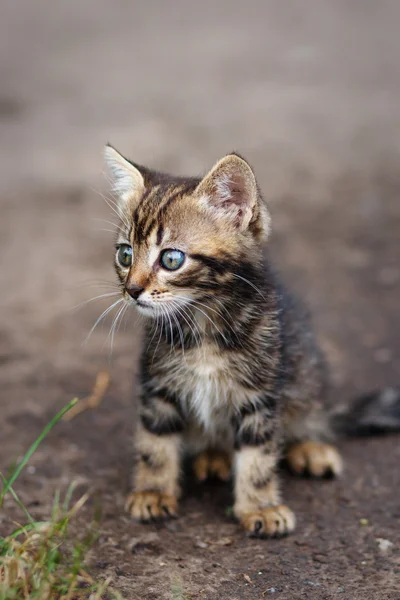 Marrón rayas lindo gatito sentado y buscando — Foto de Stock