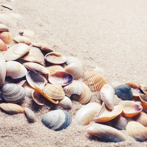 모래 위에 있는 조개. — 스톡 사진