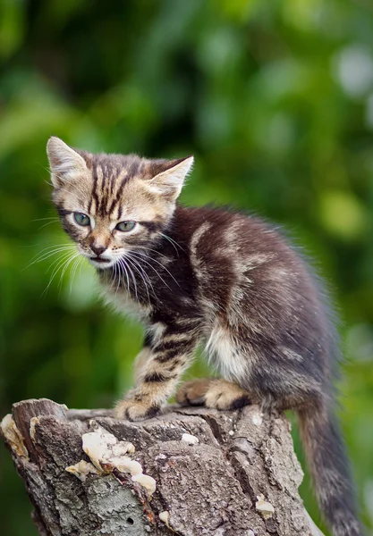 Stripes  brown cute kitten sitting on a stump — Stock Photo, Image