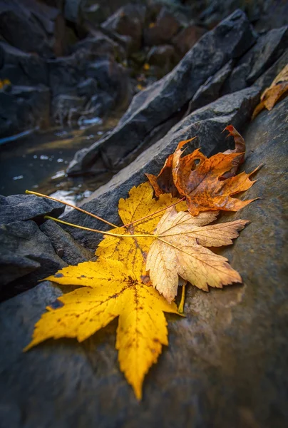 Autumn klonowe listowie, spoczywa na skale — Zdjęcie stockowe