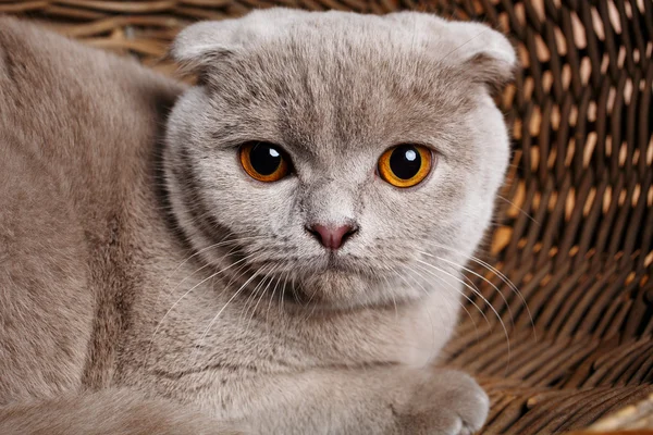 Gato gris con ojos amarillos Scottish Fold Se sienta en una cesta de madera — Foto de Stock