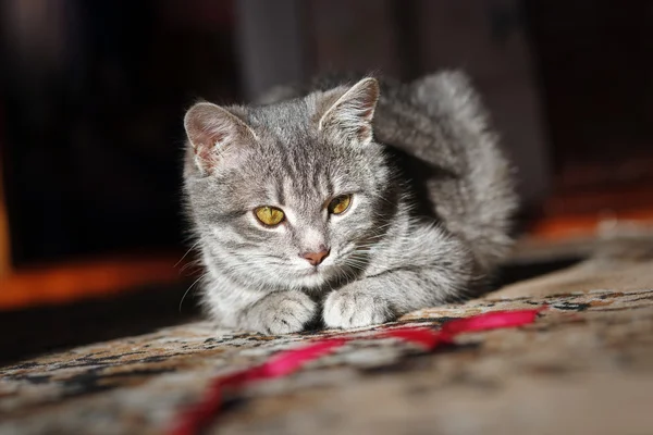 灰色条纹的猫玩 — 图库照片