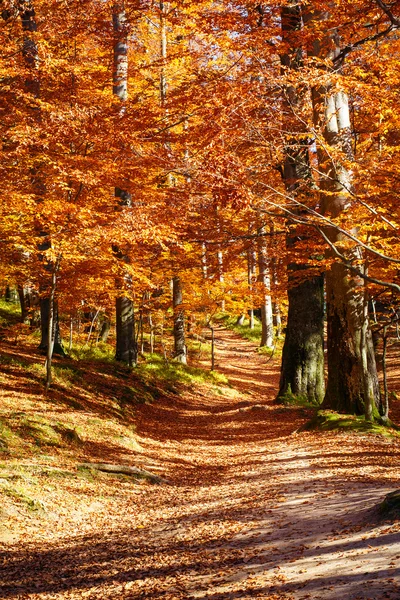 Krásná stezka v podzimním parku přírodní krajina. — Stock fotografie