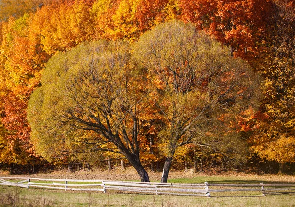 Eenzame mooie herfst boom. — Stockfoto