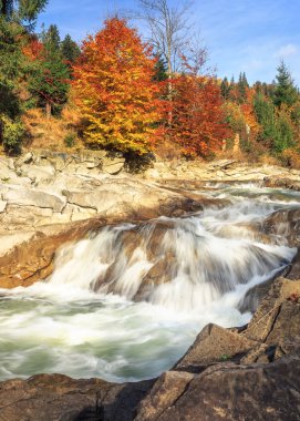 sonbahar ormandaki nehir güzel hızlı dağ