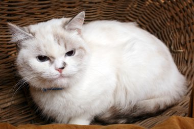 Sepet içinde beyaz kedi sitaing
