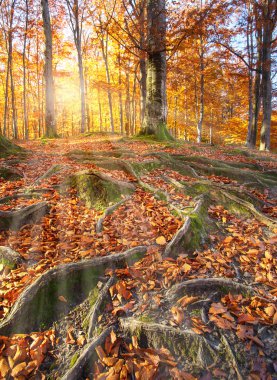 Sonbahar ormanıyla manzara. Güçlü eski ağaçlar kökleri. Bea