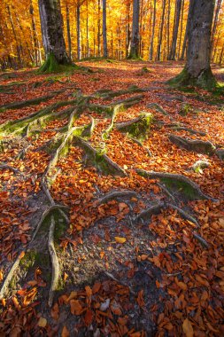 Sonbahar ormanıyla manzara. Güçlü eski ağaçlar kökleri. güzel sonbahar ağaç.