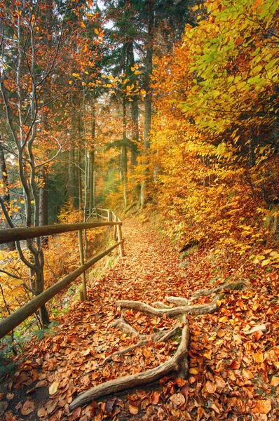 Krásná podzimní scéna zve na walkon mlhavo stezka v lese. — Stock fotografie