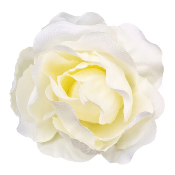 Białe, głowa kwiat na białym tle, piękny wystrój, widok z góry — Zdjęcie stockowe